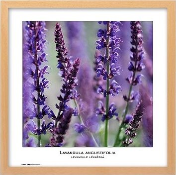 TRADAG Natura 40 x 40 prírodný