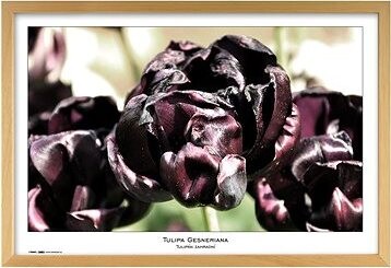 TRADAG Natura 40 x 60 prírodný