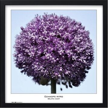 TRADAG Natura 50 x 50 čierny