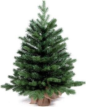 LAALU Vianočný stromček v kvetináči – jedľa BERNARD, 90 cm