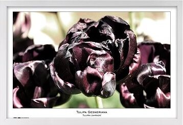 TRADAG Natura 40 x 60 biely