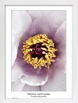 TRADAG Natura 29,7 x 42 - A3 biely