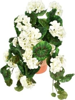 DOMMIO Muškát převislý bílý v keramickém květináči 50 × 35 cm