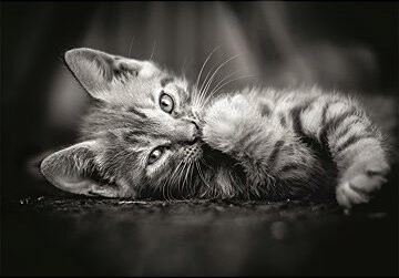 CLEMENTONI Puzzle Čierno-biele mačiatko 1000 dielikov