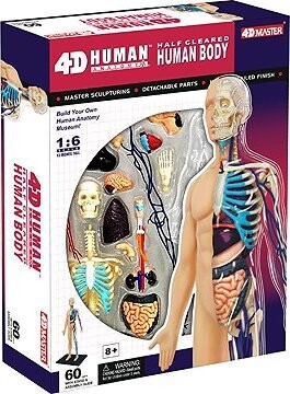 4D Master Anatomický 4D model člověka - Lidské tělo 1:6 (poloprůhledné)