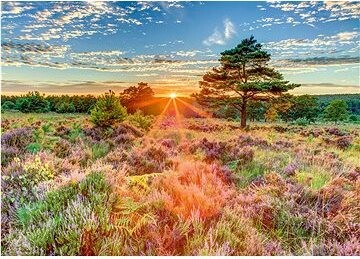 SCHMIDT Západ slunce na vřesovišti 1000 dílků