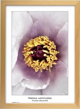 TRADAG Natura 29,7 x 42 - A3 prírodná