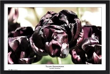 TRADAG Natura 40 x 60 čierny