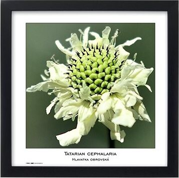 TRADAG Natura 30 x 30 čierny