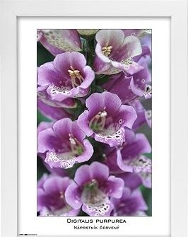 TRADAG Natura 21 x 29,7 - A4 biely