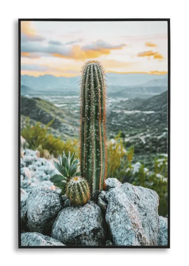 Obraz Cactus A 60x90 cm vícebarevný