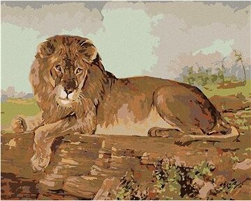 Lev na savane, 80 × 100 cm, plátno napnuté na rám