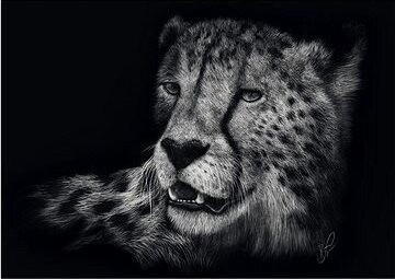 SCHMIDT Puzzle zvieracie vlastnosti – Rýchlosť geparda: Stelesnenie ladnosti 1000 dielikov