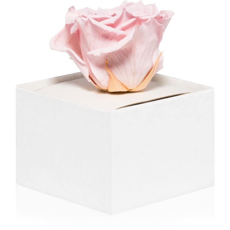 RoseAmor Pink stabilizovaná ruža v krabičke 1 ks