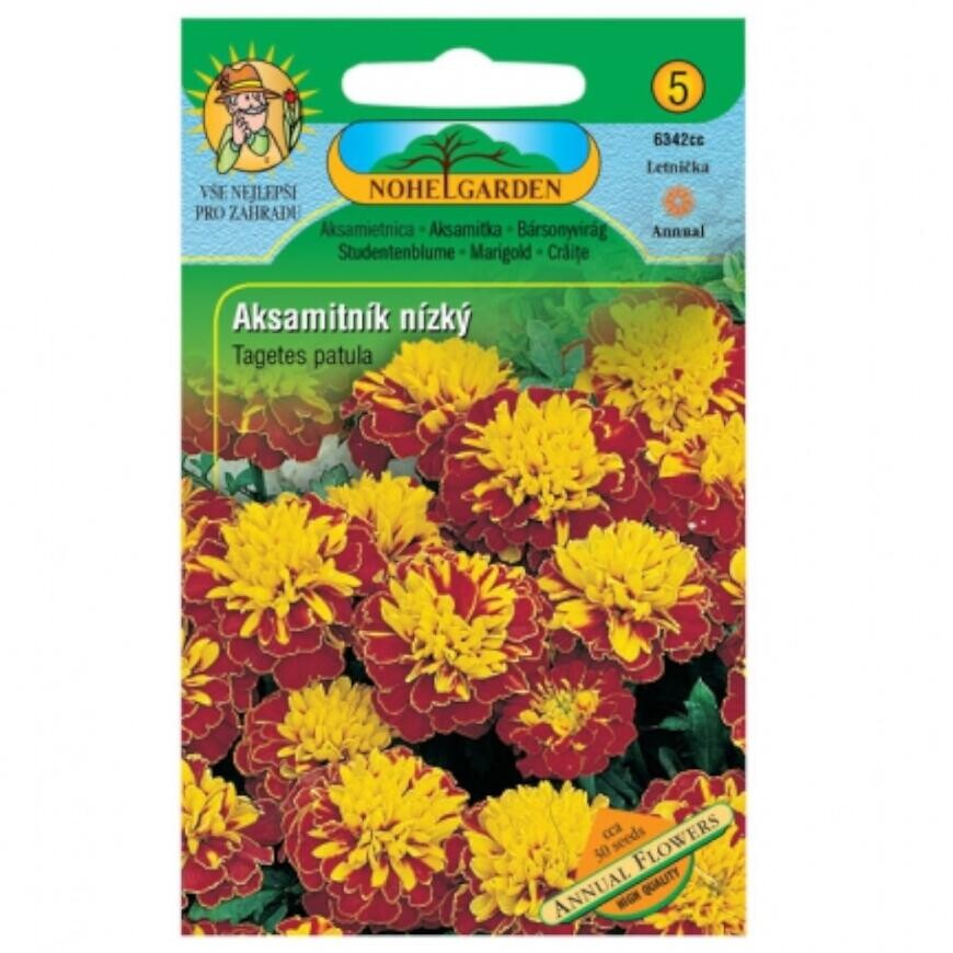 Aksamitnica rozložená plnokvetá, hnědo-žlutá