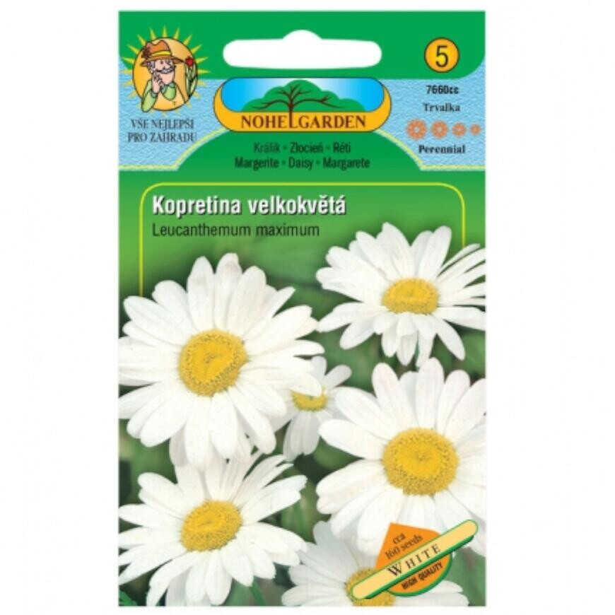 Králik veľkokvetý, bílý