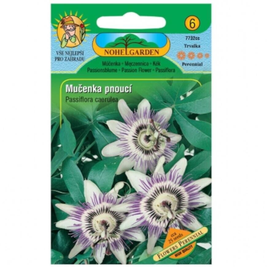 Mučenka ťahavá, oranžová