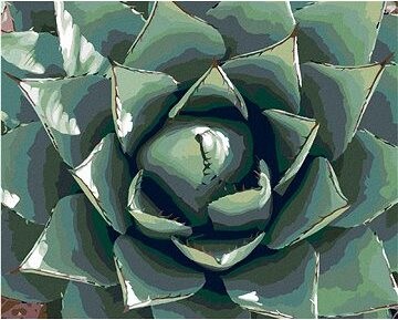 Zuty – Maľovanie Podľa Čísel – Púštna Šťavnatá Rastlina, 80 × 100 cm, Plátno + Rám