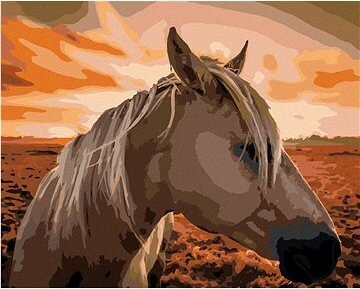 Zuty – Maľovanie Podľa Čísel – Kôň Pri Západe Slnka, 80 × 100 cm, Plátno + Rám
