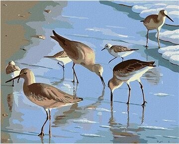 Zuty – Maľovanie Podľa Čísel – Čajky Na Pláži (Robert Johnson), 80 × 100 cm, Plátno + Rám