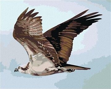 Zuty – Maľovanie podľa čísel – Orol v letku (D. Rusty Rust), 80 × 100 cm, plátno + rám