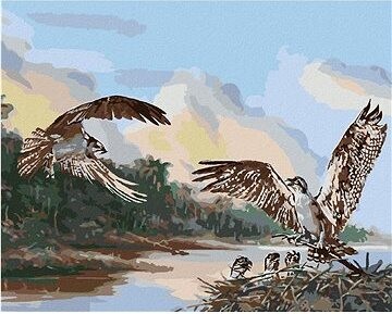 Zuty – Maľovanie podľa čísel – Orol a hniezdo s mláďatami (D. Rusty Rust), 80 × 100 cm, plátno + rám