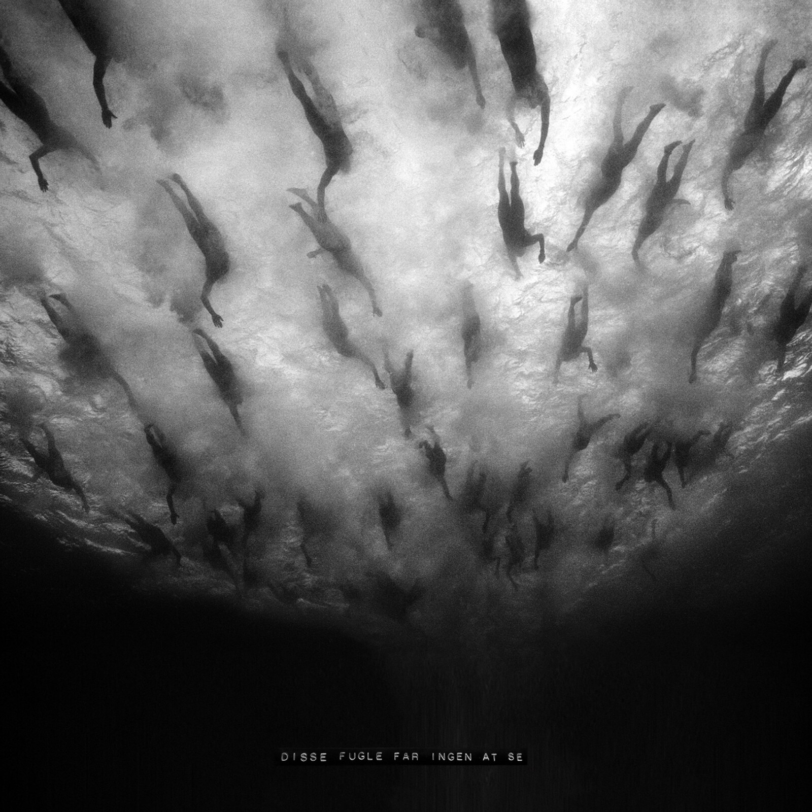 Disse Fugle Far Ingen At Se