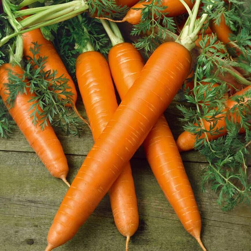 Bio Mrkva obyčajná pravá