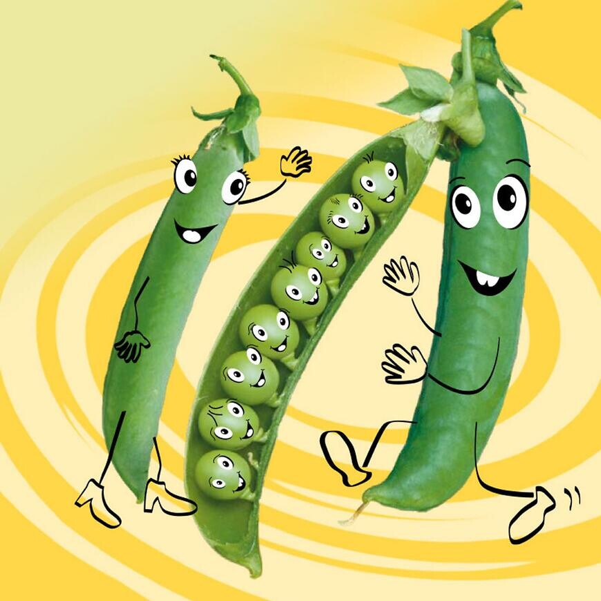 Hrach siatý skorý Gloriosa