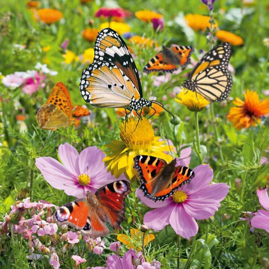 Pre motýle kvetinová zmes