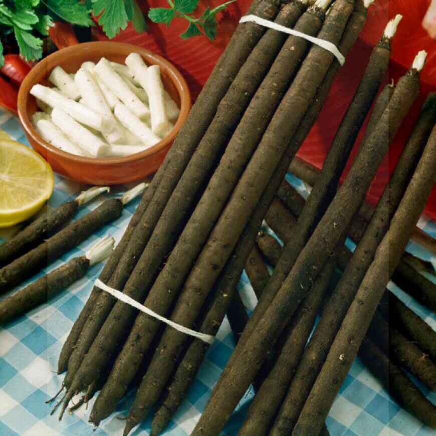 Libochovnický – Čierny koreň