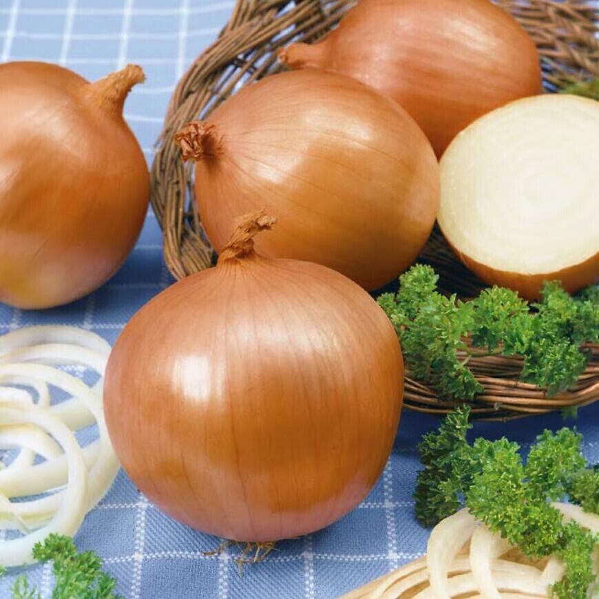 Cibuľa jarná Premium Klaria