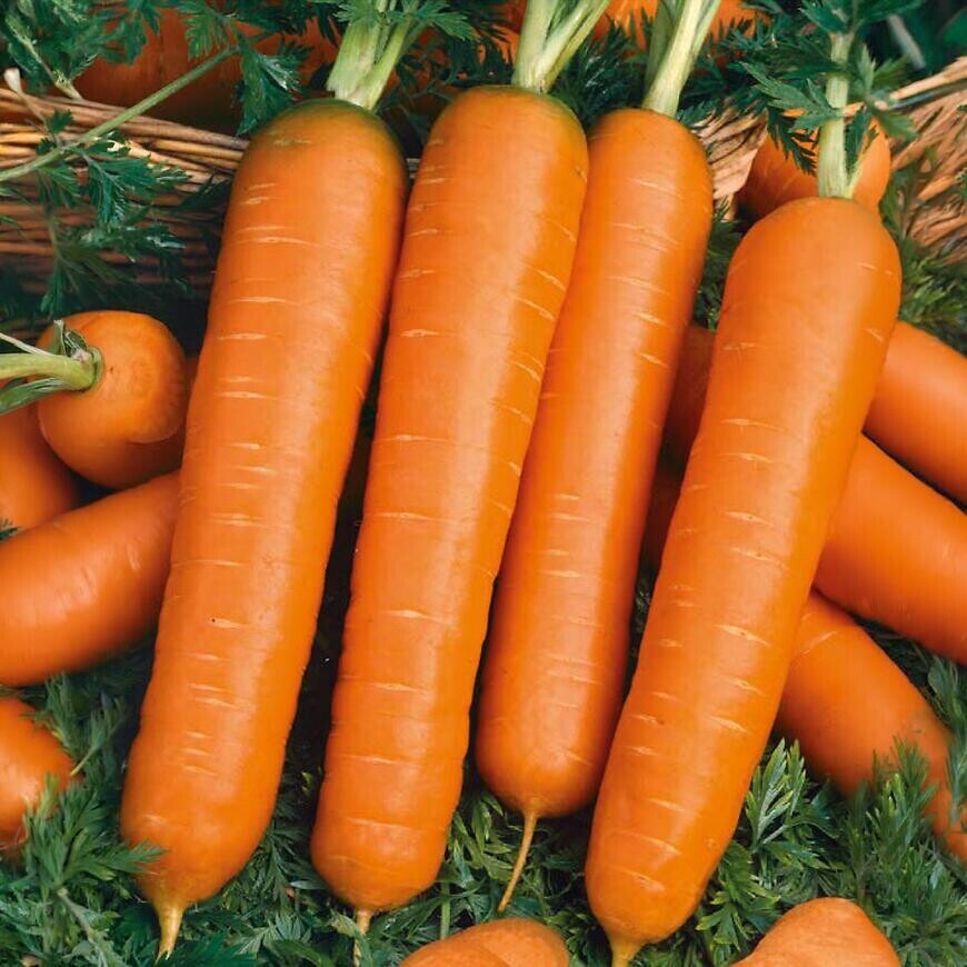 Mrkva skorá Premium Marquette