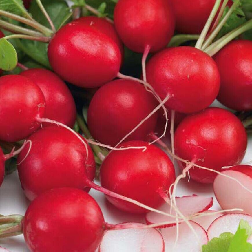 Reďkovka Premium Carmen