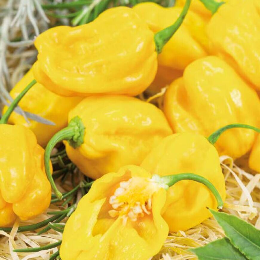 Chilli Paprika Habanero Limon