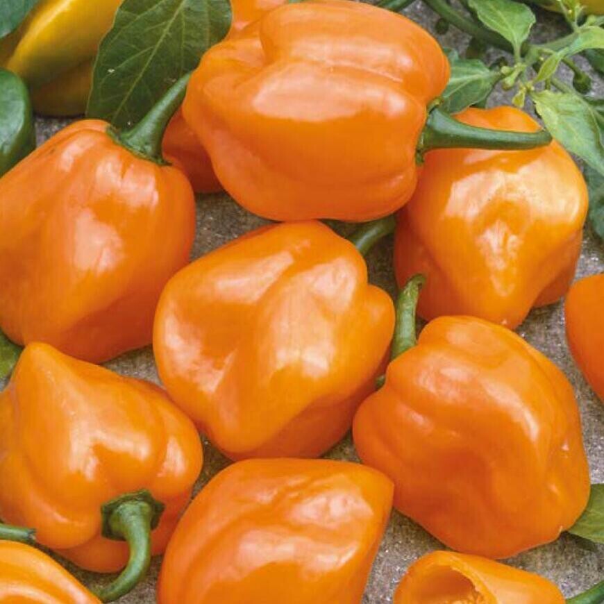 Chilli Paprika Habanero orange
