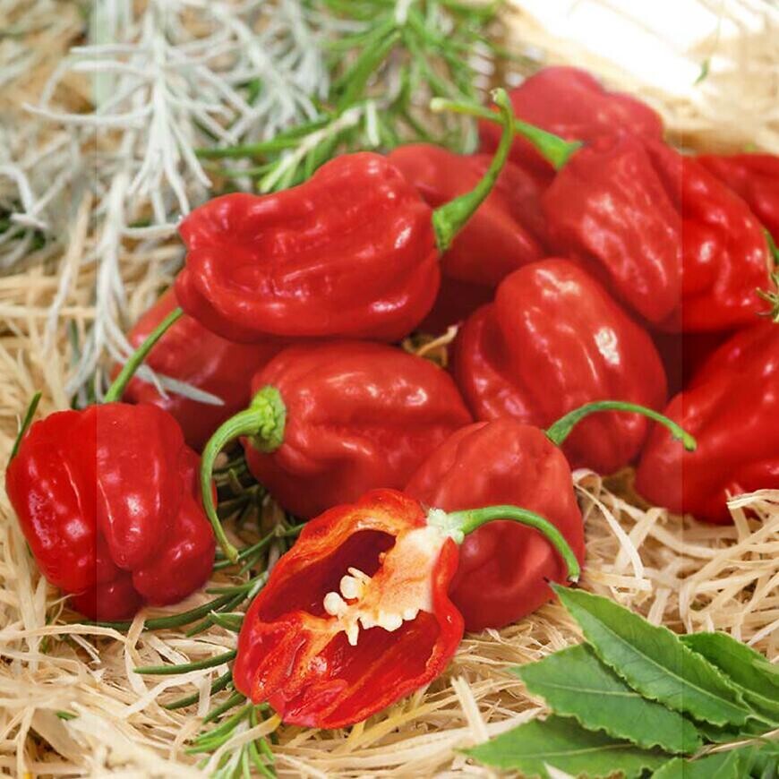 Chilli Paprika Habanero Red