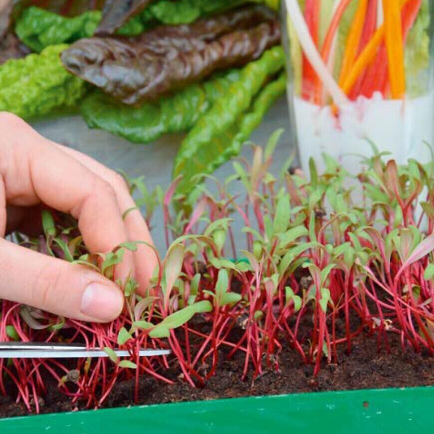 Mikrozelenina Cvikla