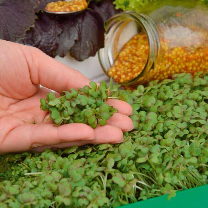 Mikrozelenina Horčica