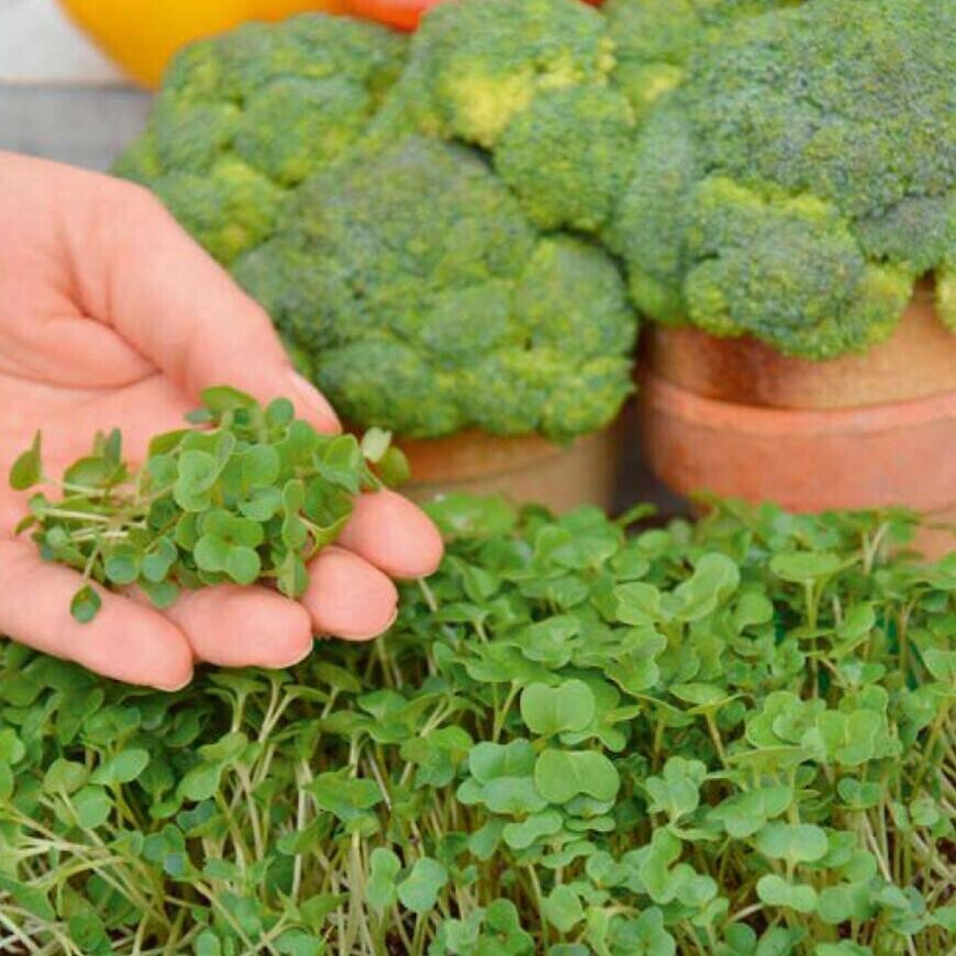 Mikrozelenina Brokolica