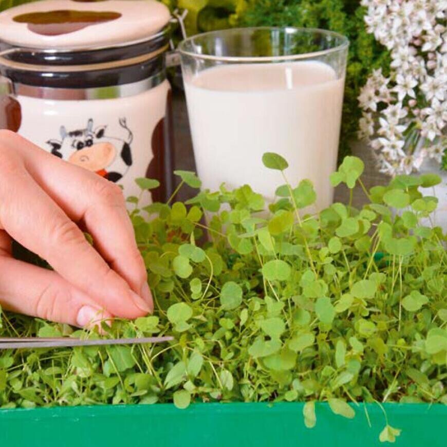 Mikrozelenina Lucerna siata