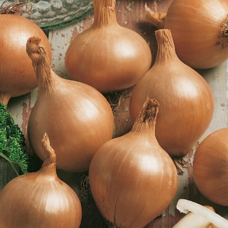 Cibuľa jarná Všetana