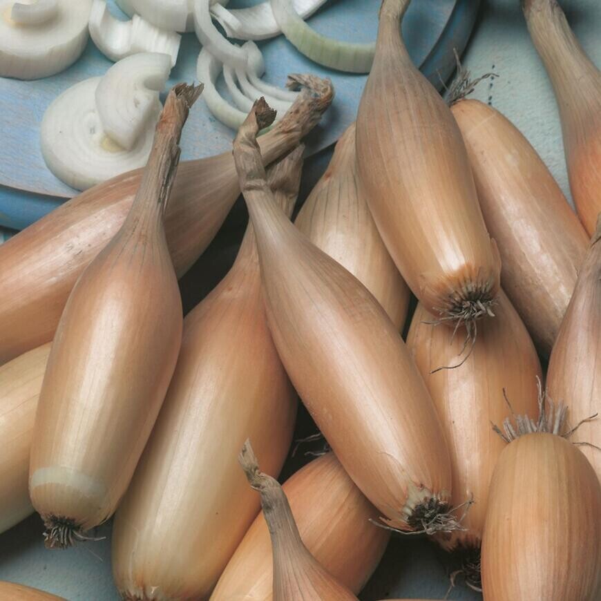 Cibuľa jarná Tosca