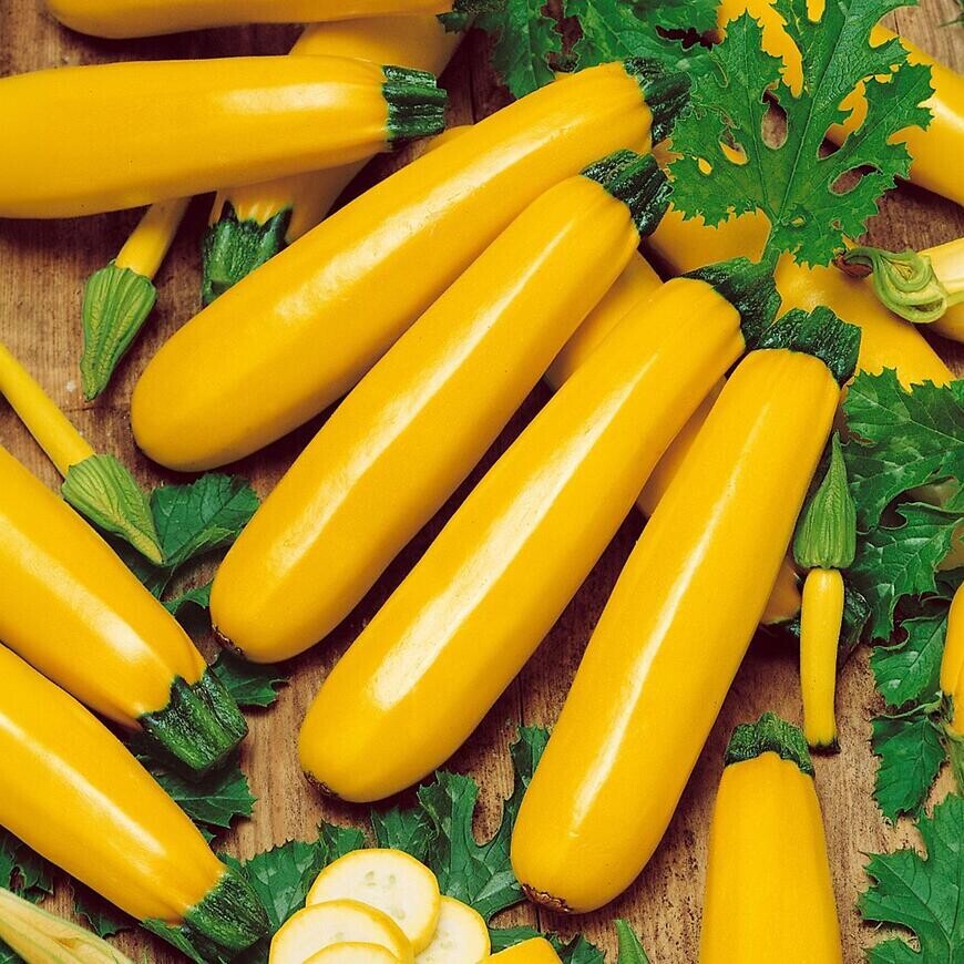 Cuketa žltá Goldena