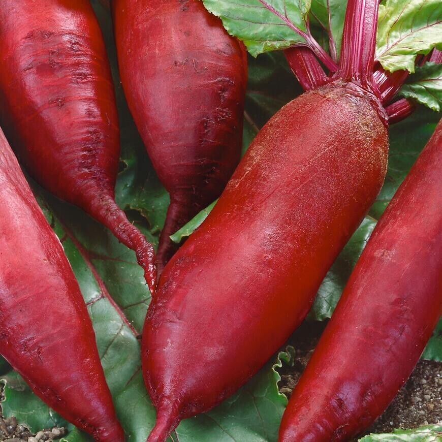 Cvikla podlhovastá Renova