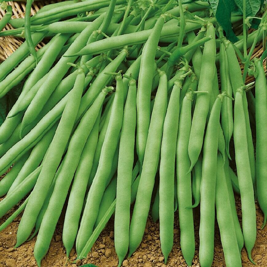 Fazuľa kríčková, zelenostruková Sigma