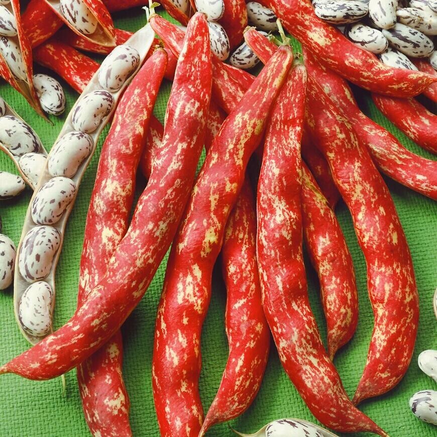 Fazuľa kolíková, strakavá Borlotto