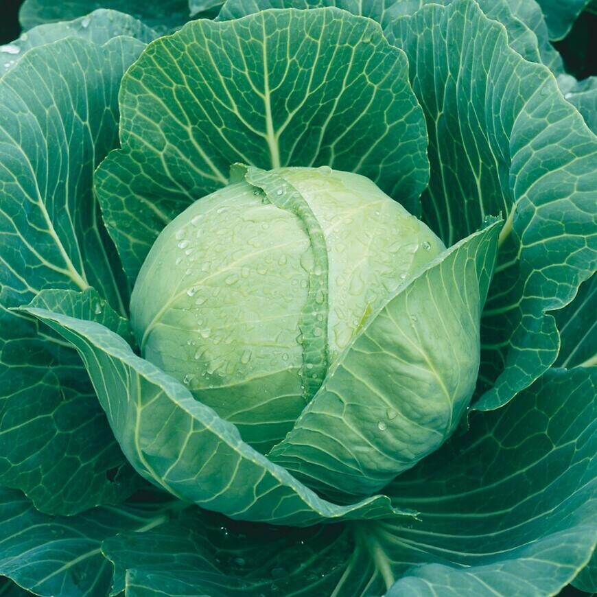 Kapusta neskorá Polar