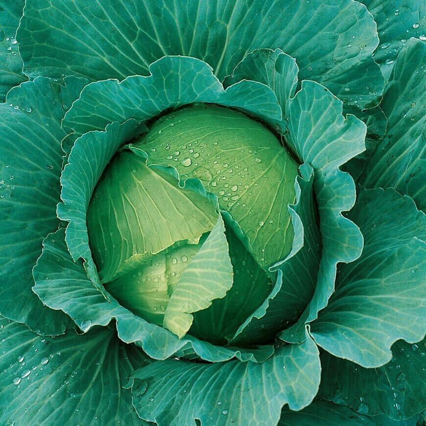 Kapusta neskorá Avak F1