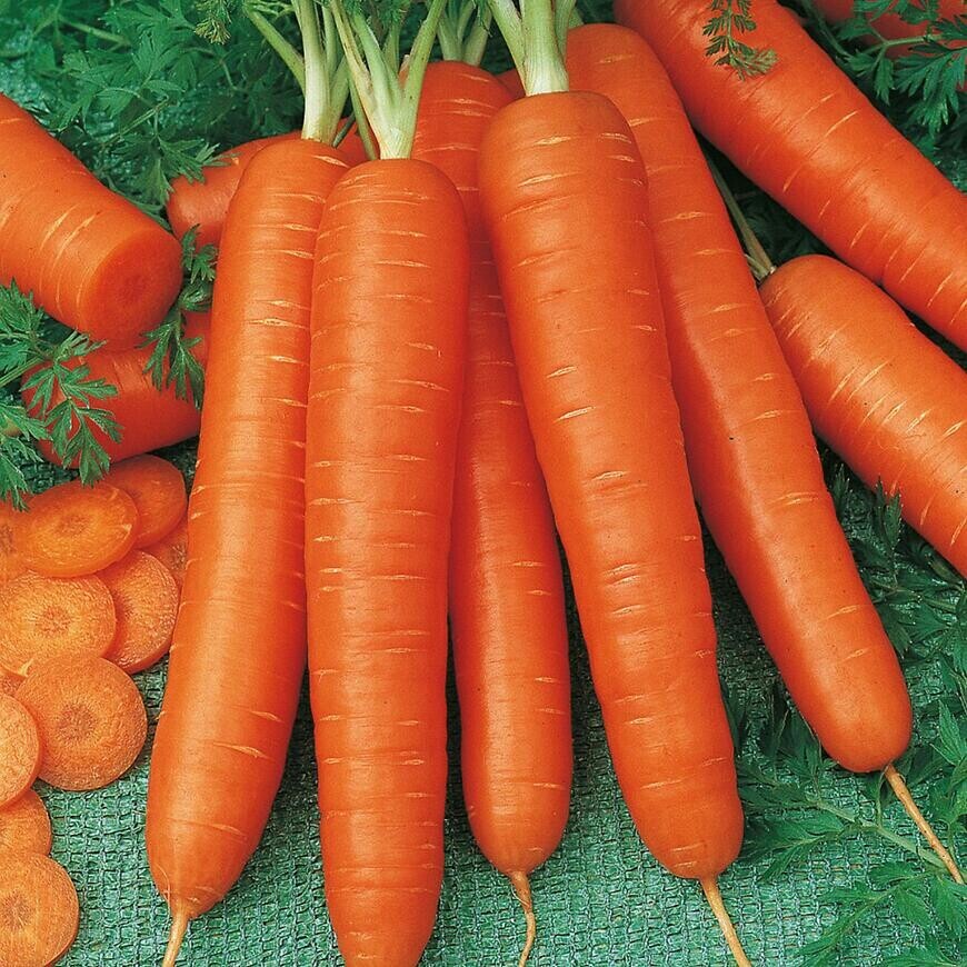 Mrkva neskorá Cortina F1